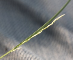 Muhlenbergia cuspidata