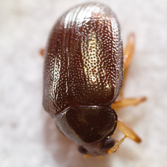 Rhabdopterus