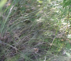 Muhlenbergia cuspidata