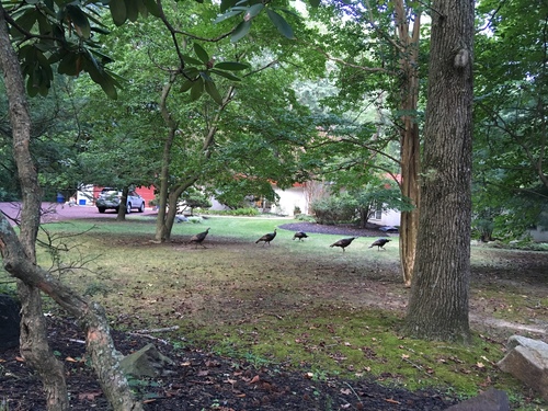 Wild Turkey photographed in New Jersey