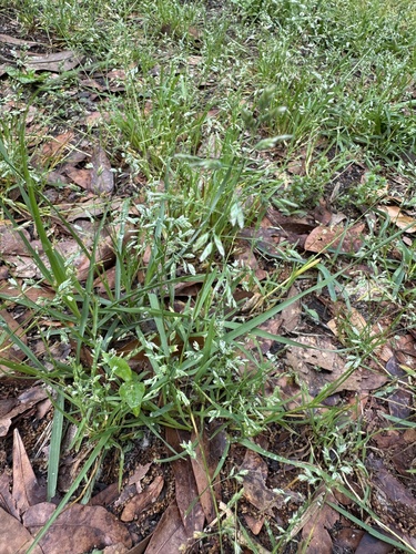 Poa annua observed 2025-04-25