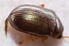 Rhabdopterus