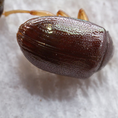 Rhabdopterus