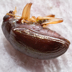 Rhabdopterus