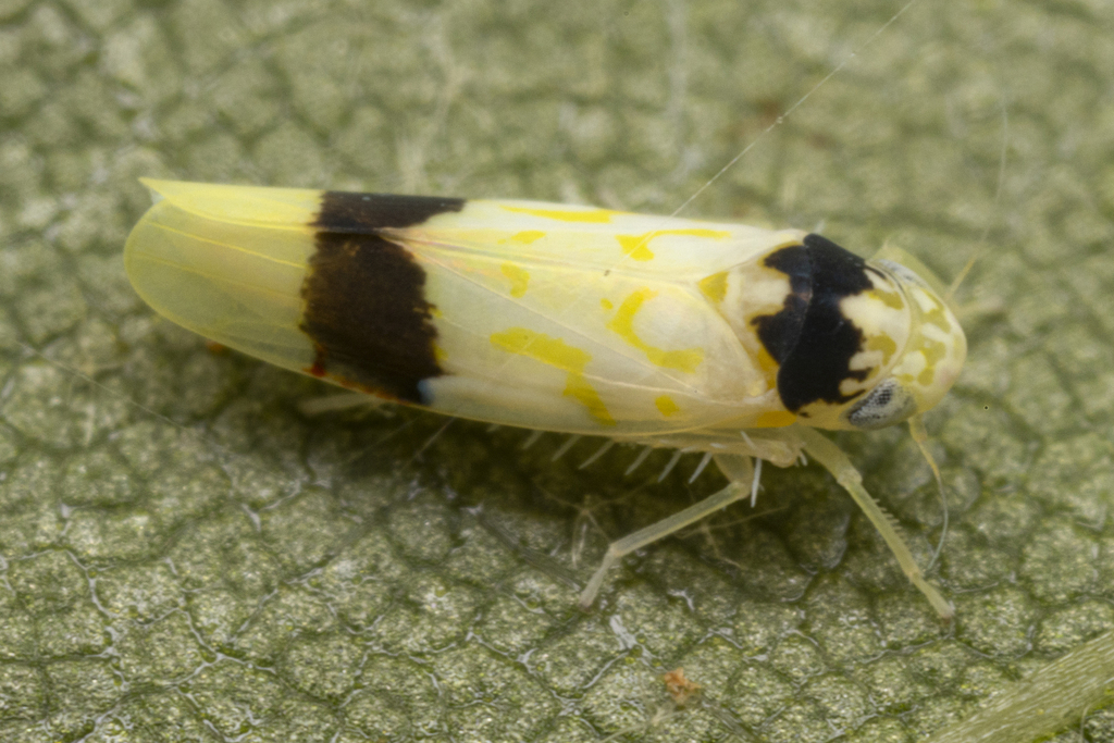 Eratoneura morgani