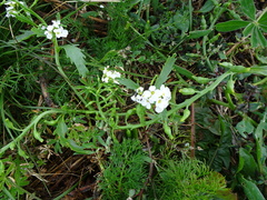 Cakile arctica