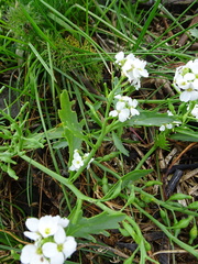 Cakile arctica