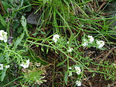 Cakile arctica