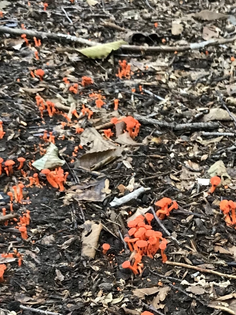 Red Chanterelle from Northern Delaware Greenway Trl, Wilmington, DE, US
