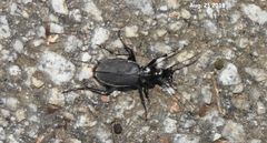 Carabus semiopacus