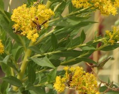 Physocephala marginata