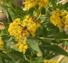 Physocephala marginata