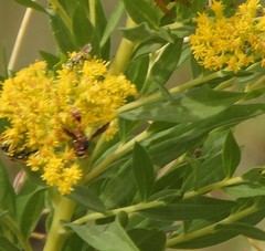 Physocephala marginata