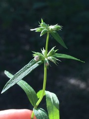 Stachys hyssopifolia