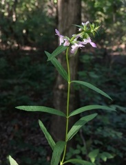 Stachys hyssopifolia