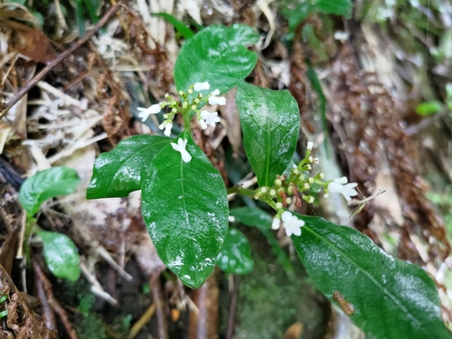 Ophiorrhiza pumila iNat (2)