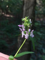 Stachys hyssopifolia