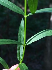 Stachys hyssopifolia