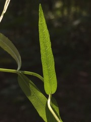 Stachys hyssopifolia