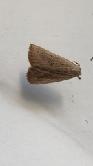 Macrochilo louisiana