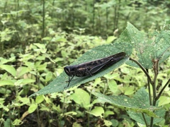 Schistocerca subspurcata