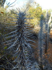 Didierea madagascariensis image