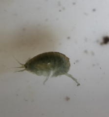 Hyalella