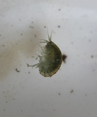 Hyalella