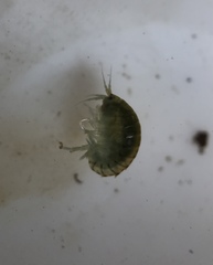 Hyalella