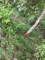 Poa anceps
