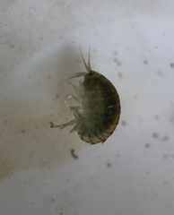 Hyalella