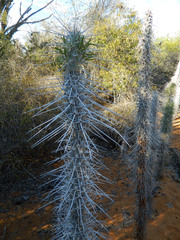 Didierea madagascariensis image