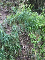 Poa anceps