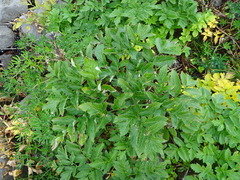 Angelica archangelica litoralis