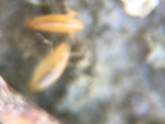 Traskorchestia traskiana