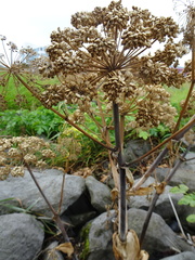 Angelica archangelica litoralis
