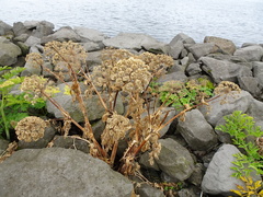 Angelica archangelica litoralis