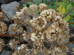 Angelica archangelica litoralis