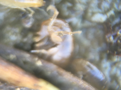 Traskorchestia traskiana