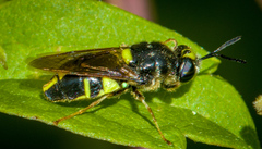 Stratiomys norma