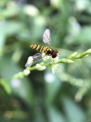 Allograpta obliqua