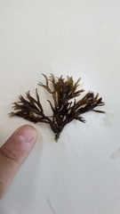 Mazzaella affinis