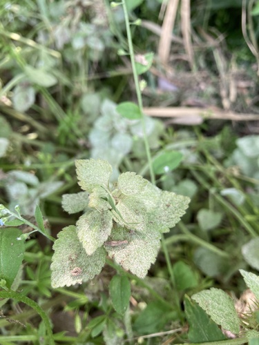 Neoerysiphe galeopsidis