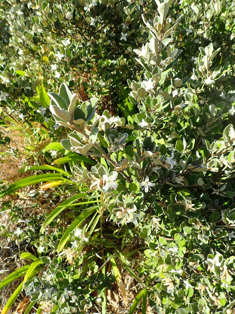 Correa alba, Foxton Beach, New Zealand