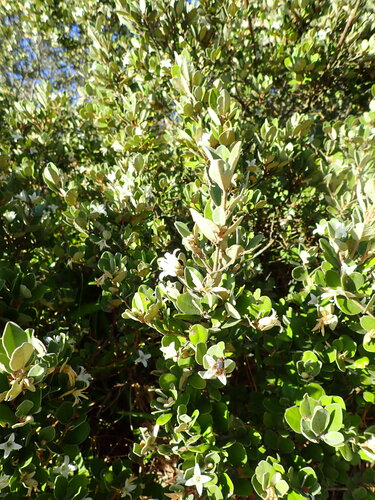 Correa alba