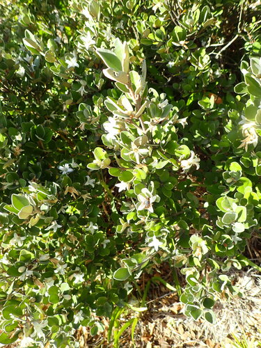 Correa alba