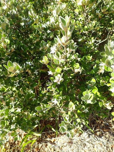 Correa alba