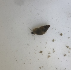 Potamopyrgus antipodarum