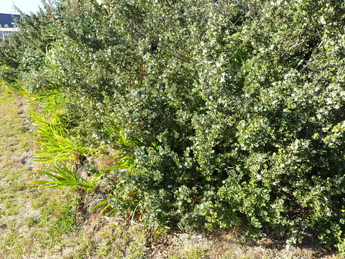 Correa alba