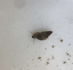 Potamopyrgus antipodarum